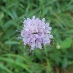 Succisella inflexa Flower