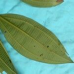 Miconia tschudyoides Leaf