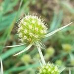 Eryngium campestre Flor