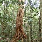 Ficus obliqua Bark