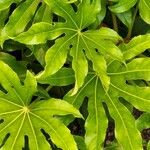 Fatsia japonica Leaf