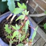 Begonia dregei Leaf