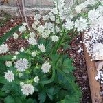 Astrantia majorLiść