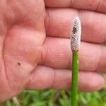 Eleocharis elegans Flower