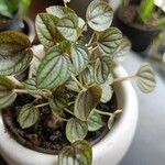 Peperomia albovittata Ліст