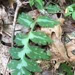 Hydrophyllum fendleri Folio