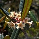 Baloghia deplanchei Flower