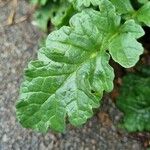 Senecio doria Blad