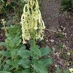 Phygelius aequalis Flower