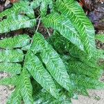 Coniogramme emeiensis Hoja