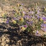 Machaeranthera tanacetifolia Fruto