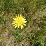Scorzonera aristata 花