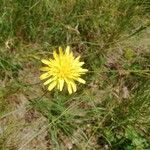 Scorzonera aristata Flower