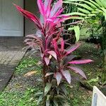 Cordyline fruticosaList