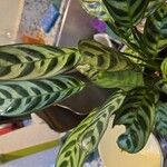 Ctenanthe burle-marxii 葉