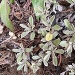 Antennaria parvifolia Листок