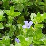 Bacopa caroliniana ഇല