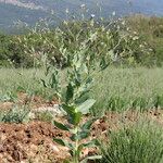 Vaccaria hispanica 形態