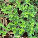 Acanthospermum hispidum Leaf