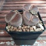 Lithops aucampiae Hostoa