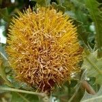 Banksia ashbyi Λουλούδι