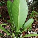 Voacanga africana Blad