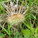 Carlina acaulis Flor