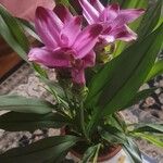 Curcuma zedoaria Virág