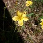 Linum trigynum Květ