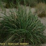 Tripidium ravennae Habit