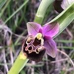 Ophrys holosericea Blomst