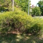 Jasminum fruticans Habitus