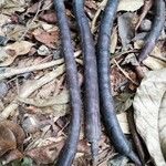 Bobgunnia fistuloides Fruto