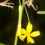 Lactuca muralis Flower