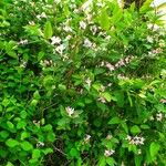 Lonicera tatarica Alkat (teljes növény)