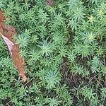 Galium maritimum Leaf