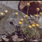 Erigeron compositus Hábito