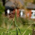 Calamagrostis purpureaFolla