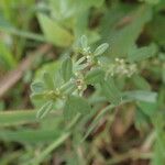 Polygonum plebeium Plante entière