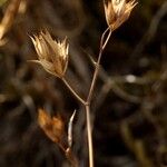 Bupleurum baldense Fruit