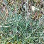 Dianthus arenarius Leaf