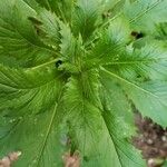 Erechtites hieraciifoliusLeaf