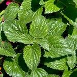 Salvia farinacea Leaf