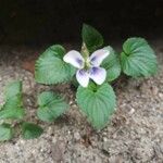 Viola rostrata Flower