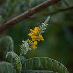 Sophora tomentosa Flor