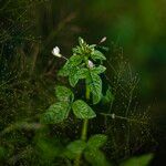 Cleome rutidosperma Hábito