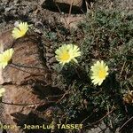 Leucanthemopsis pectinata Plante entière