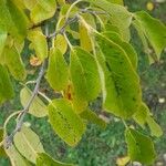 Pterostyrax psilophyllus Blatt