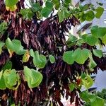 Cercis griffithii Fruit