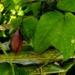 Passiflora capsularis Други